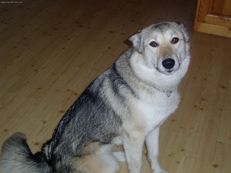 Foto: L�skypln� kuku�