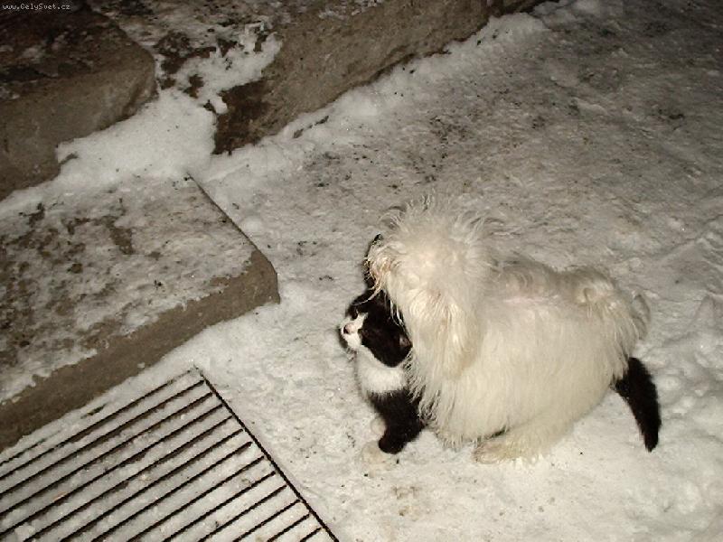 Foto: �iv� ko�ich-To je ale teplou�ko.