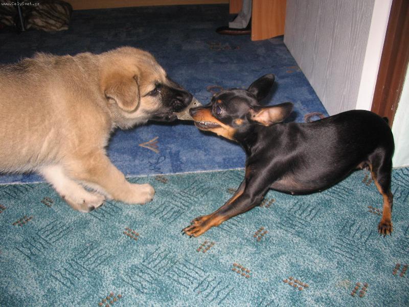 Foto: Roxi�ek a Kesinka-stejne Ti to vemu.....