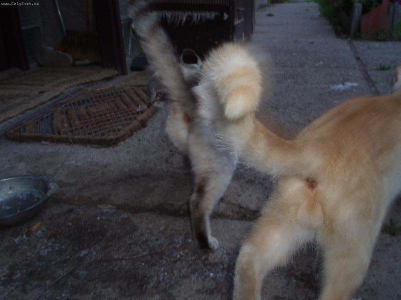 Foto: pokus o vyfocen� ko�i�ek