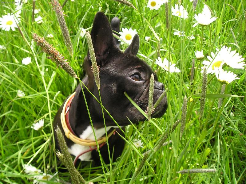 Foto: Na louce-Buldo�ek Hugo