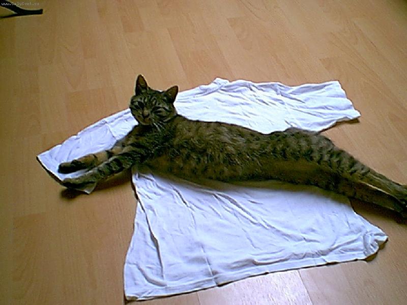 Foto: Zna�kov� tri�ko-m�j Mat�sek se pr�v� prtahoval na tri�ku