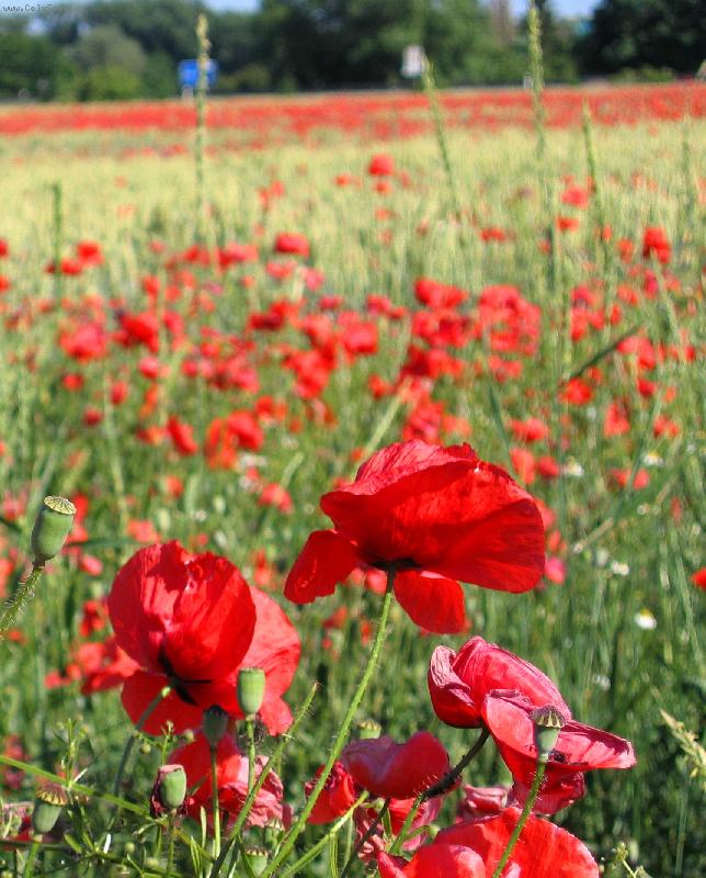 Foto: vl�� m�ky