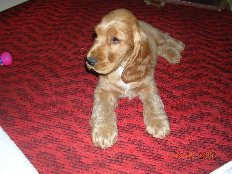 Foto: Tadeas Marcato Line