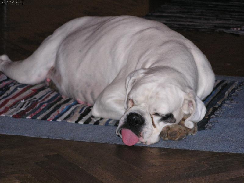 Foto: Odpo��vaj�c� pes-Neru�it! sp�m.....