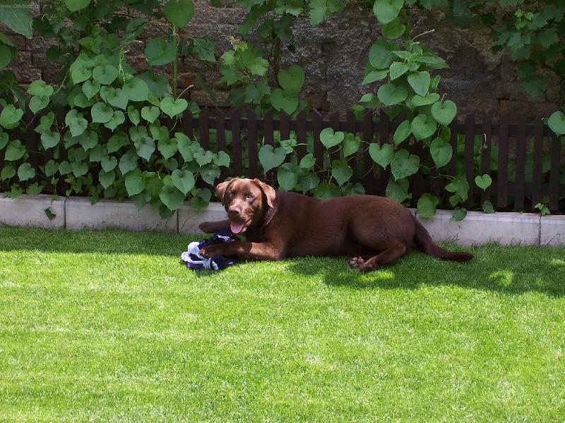 Foto: Dar a p�ne�kovy �ortky