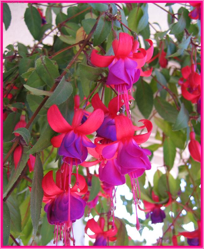 Foto: fuchsie