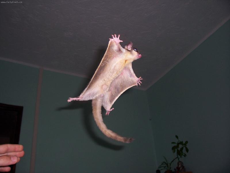 Foto: Vakoveverka-Pozooor let���m..