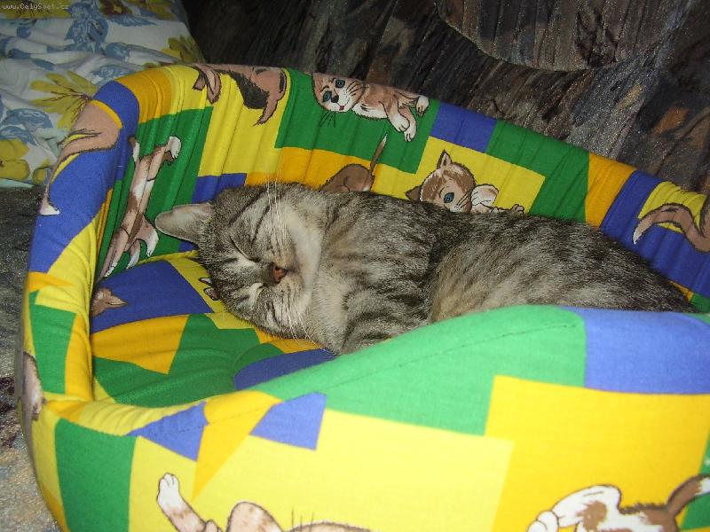 Foto: M�j kocourek spink�-M�j kocourek spink�