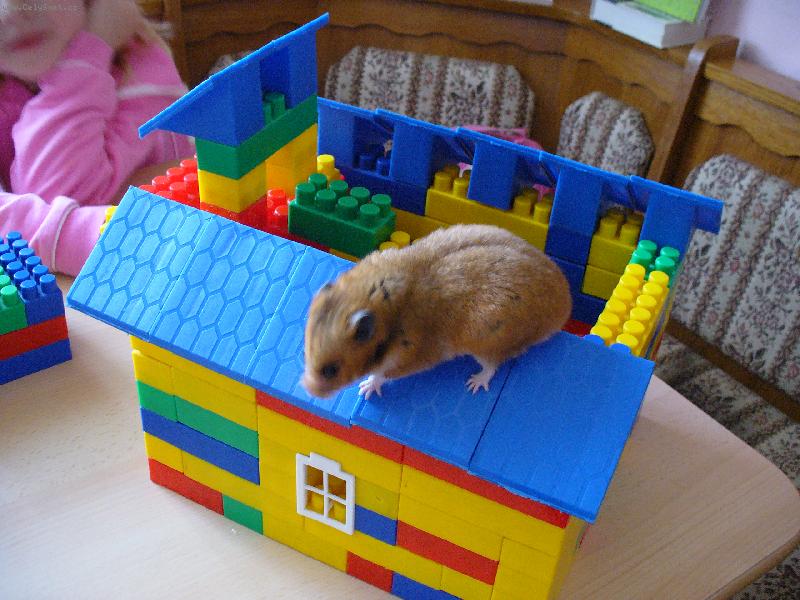 Foto: Hryzalka-Nov� domov