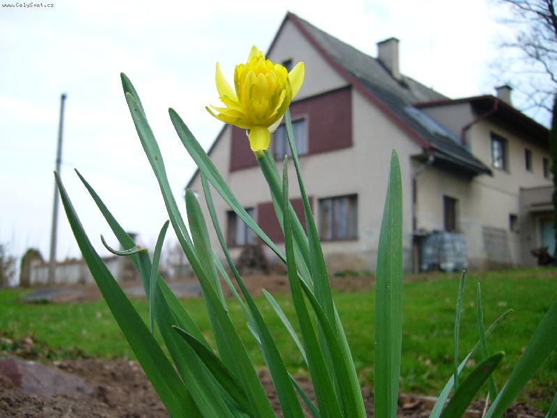 Foto: Narcis-Jaro je tu