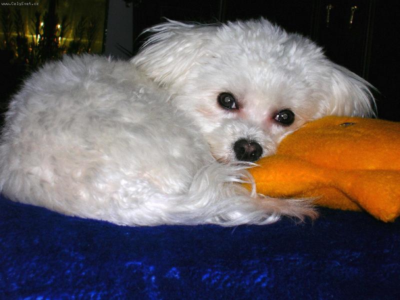 Foto: L�b�m se V�m......?