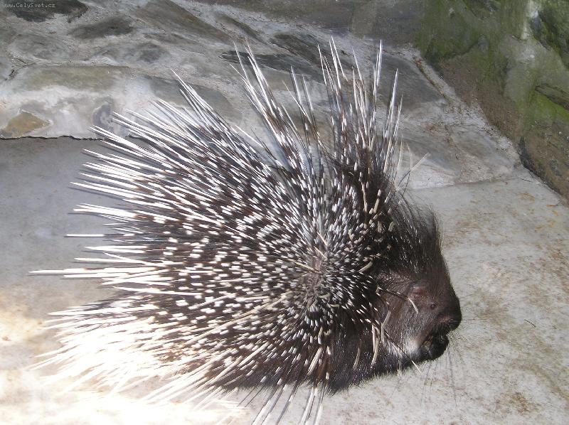 Foto: Dikobraz ve st�ehu-ZOO Sv. Kope�ek