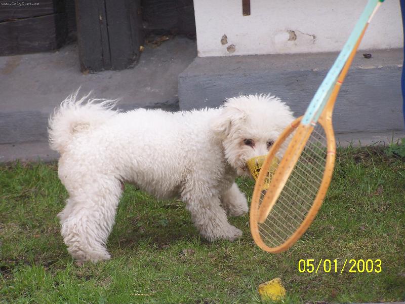 Foto: Max-M�x�k je v�nivej hr�� badmintonu