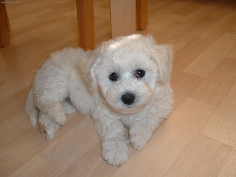 Foto: T�i knofl�ky na kupce chlup�