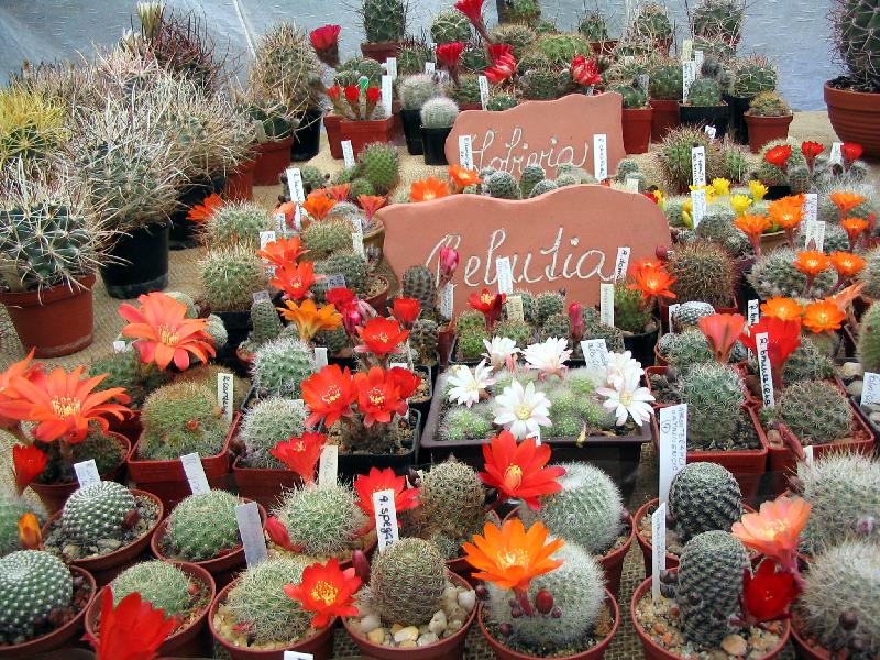 Foto: V�stava kaktus� Plze�