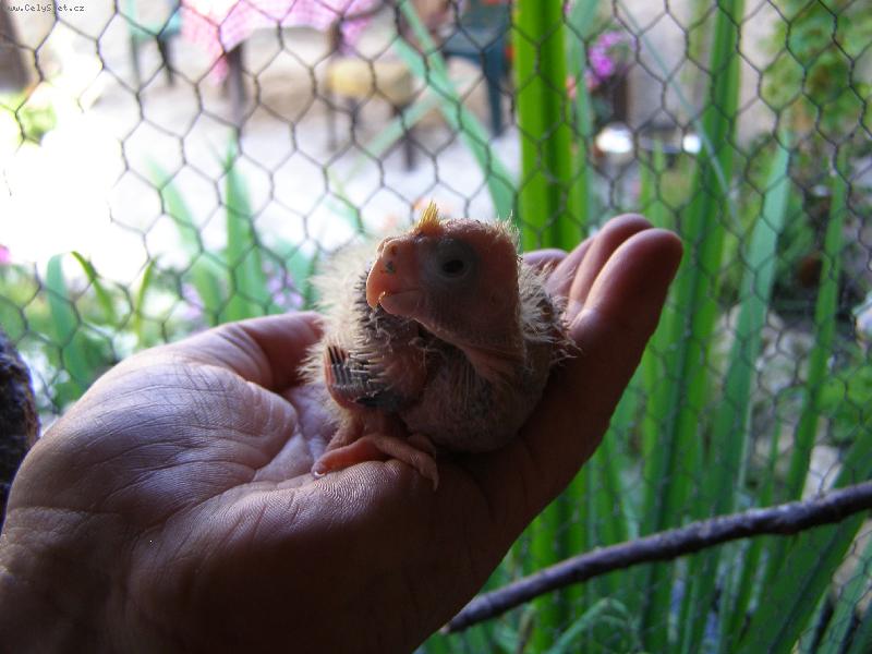 Foto: Zaklet� princezna-polib m� a  za p�r t�dn� budu kr�sn� korelka