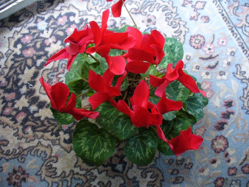 Foto: Bambo��k-Kvete kr�sn�.