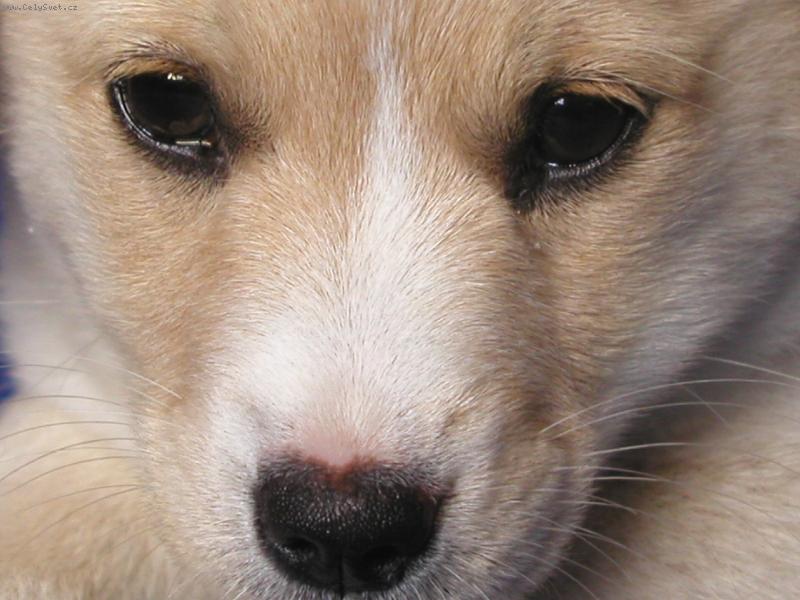 Foto: Chiguitka - o��ek-N� mal� ban�nek