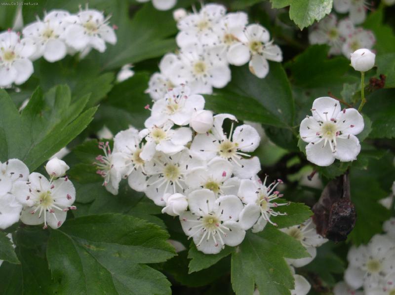 Foto: kvetouc� hloh