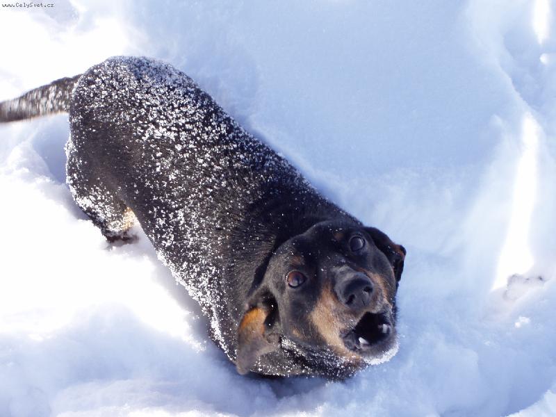 Foto: zimn� radov�nky-�erik