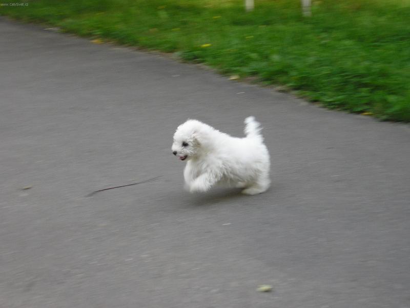 Foto: mazlicek-toto je moj �print