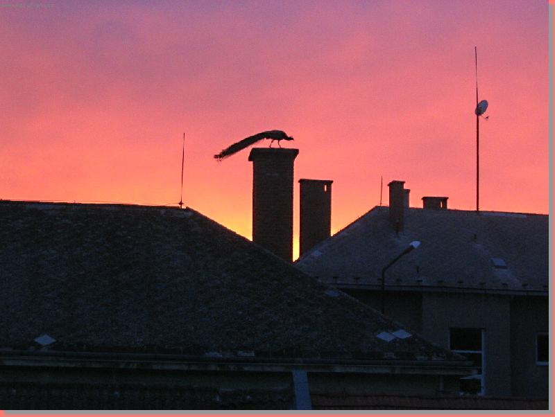 Foto: P � V-SILUETA P�VA - SV�T�N�