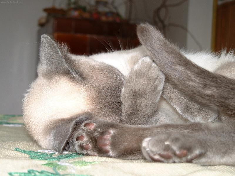 Foto: Odpo��v�m, neru�it!!!-Sn�hurka