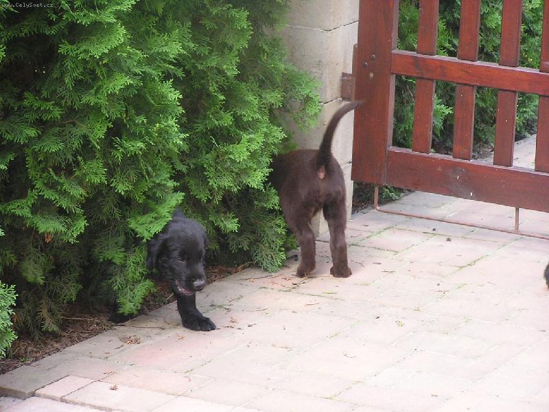 Foto: �ern� nebo hn�d� ??-�t�n� Flat coated retr�vra