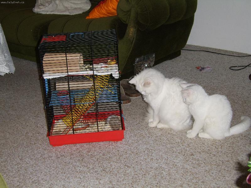 Foto: Neboj, jednou ti ho vynd�m.