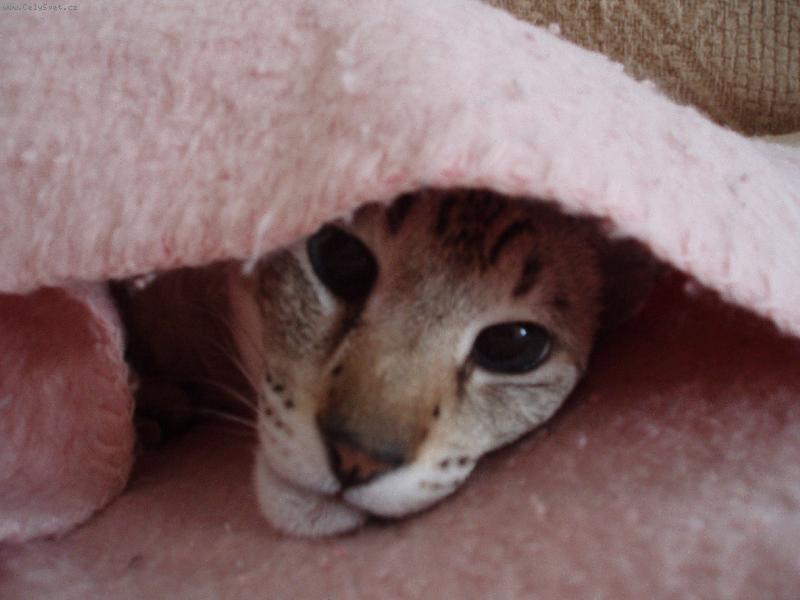 Foto: Nechte m� sp�t !