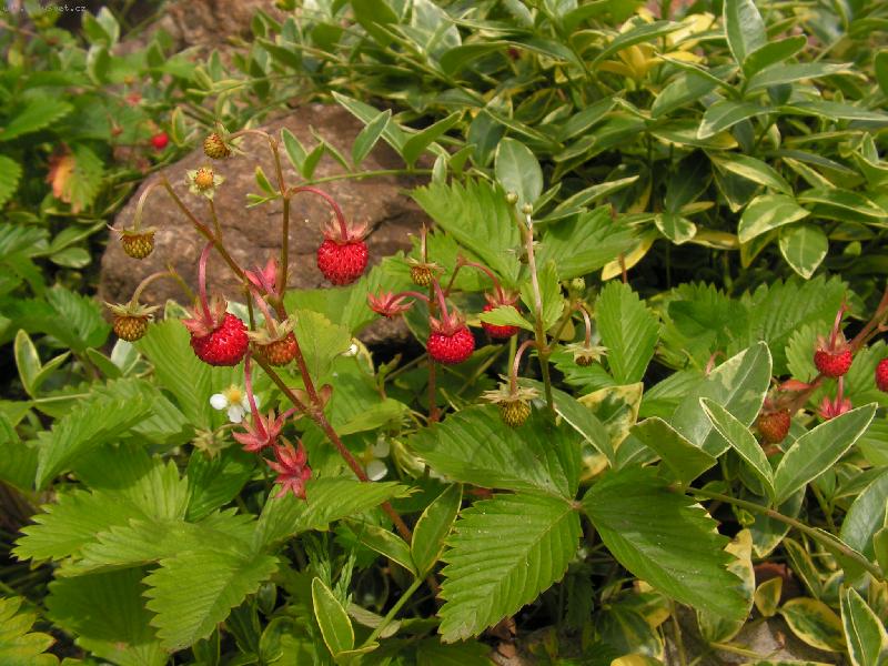 Foto: U� zraj�........