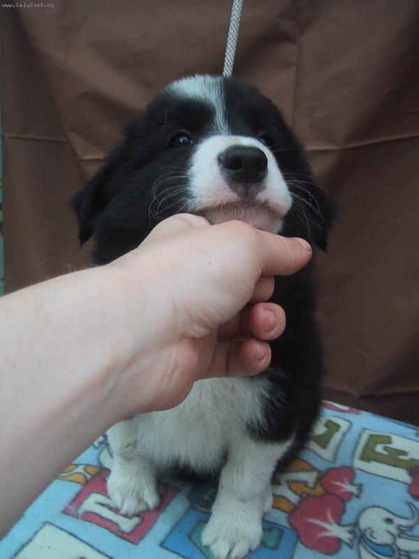 Foto: Jack se nechce fotit:-(-N� odchov.