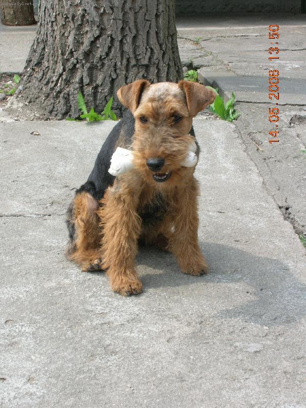 Foto: Meggie versus kost