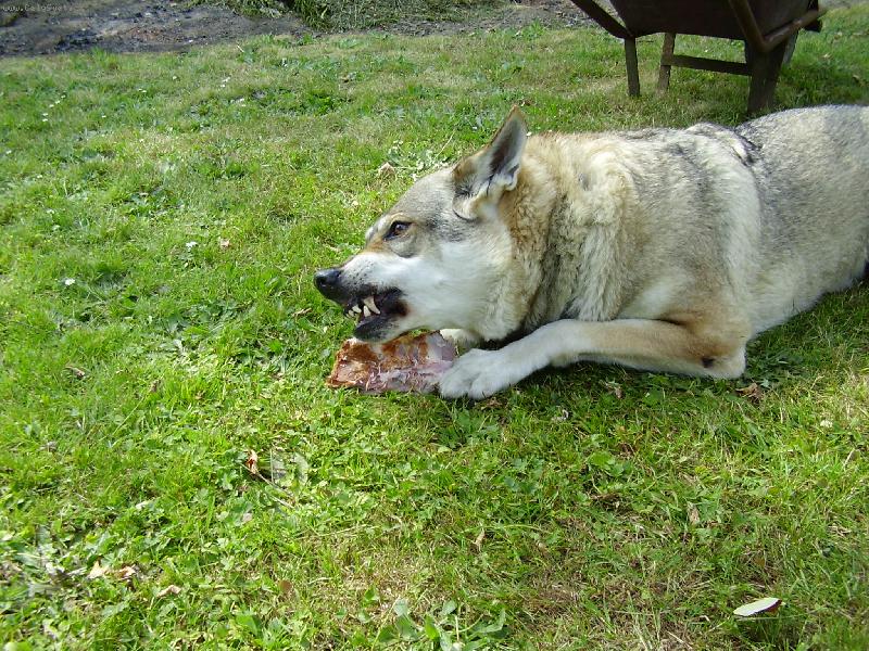 Foto: pozor!tohle jsem si ulovila J�!