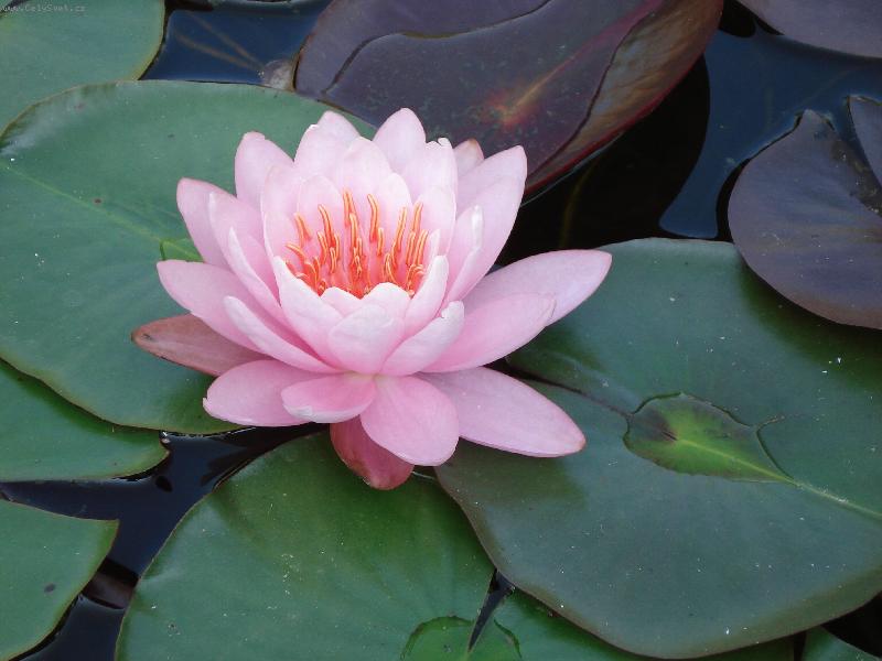 Foto: Lekn�n-ka�doro�n� pod�van� na na�em rybn��ku