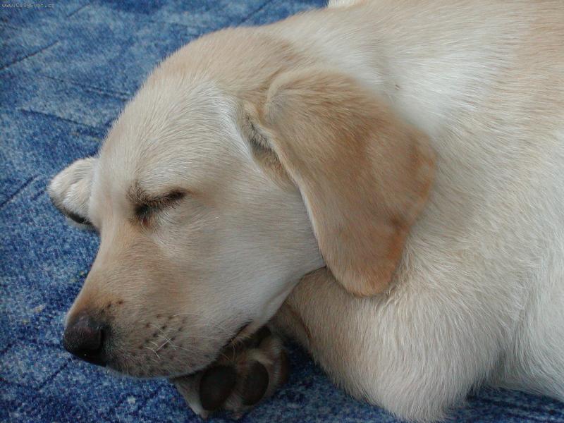 Foto: Sladk� sny-utahan� Charlie