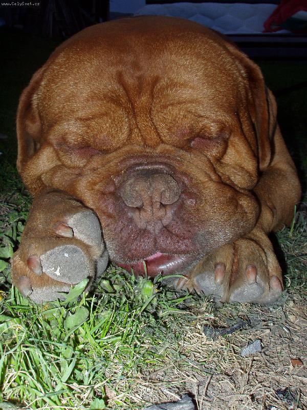 Foto: asinek-kde m�m sv�j gau�?