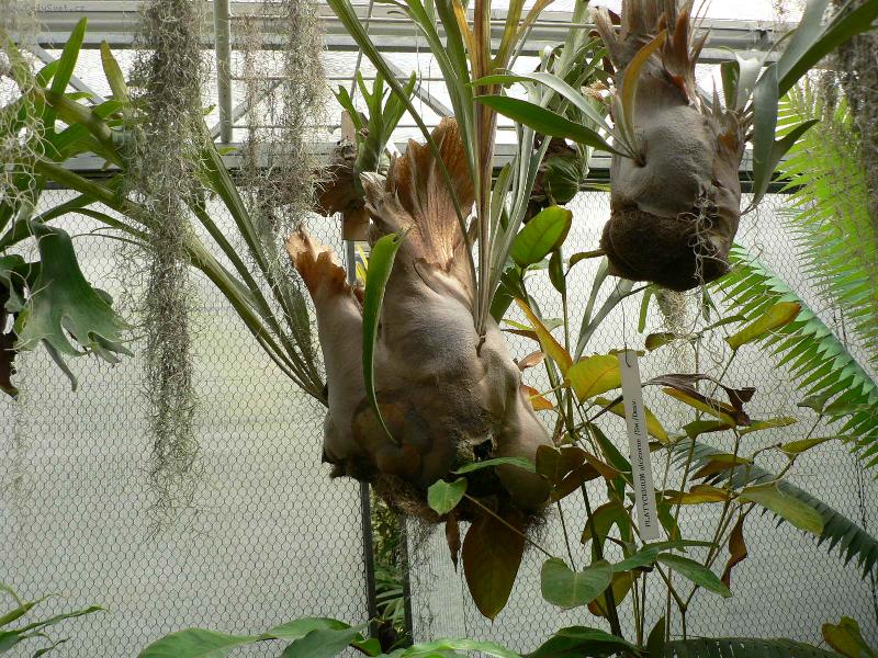 Foto: Paro�natka-Botanick� zahrada Brno