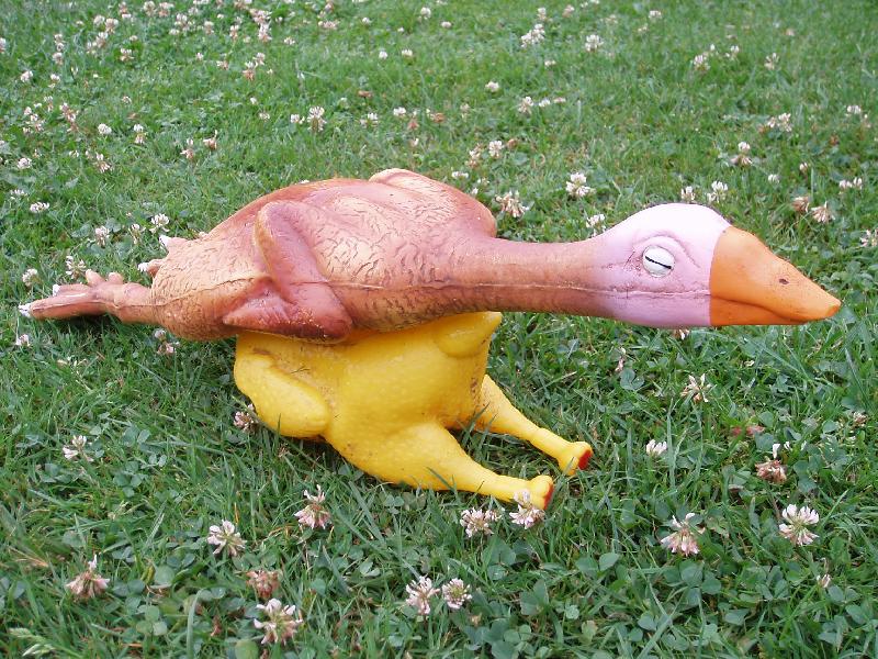 Foto: Pta�� ch�ipka u n�s nehroz�!-PS: Sc�n�� nen� m�j!