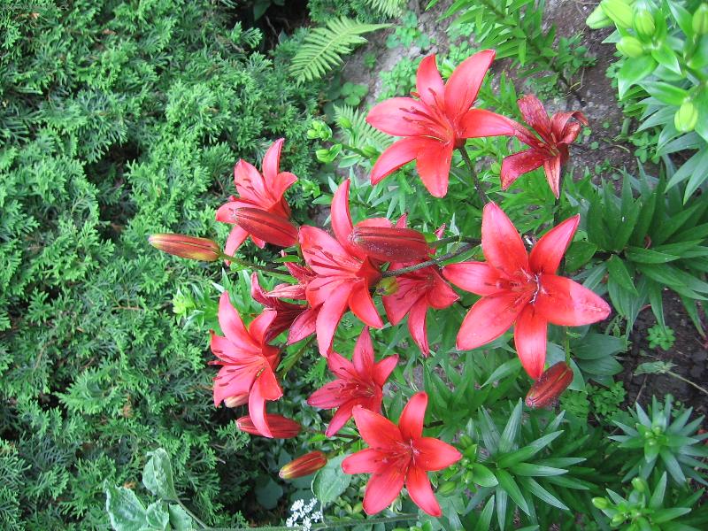 Foto: kr�lovsk� lilie-radost pohled�t /ata v�n� .../