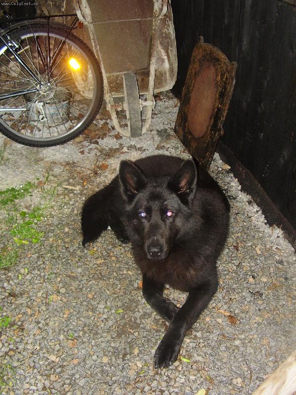 Foto: Ben�k-moje psisko