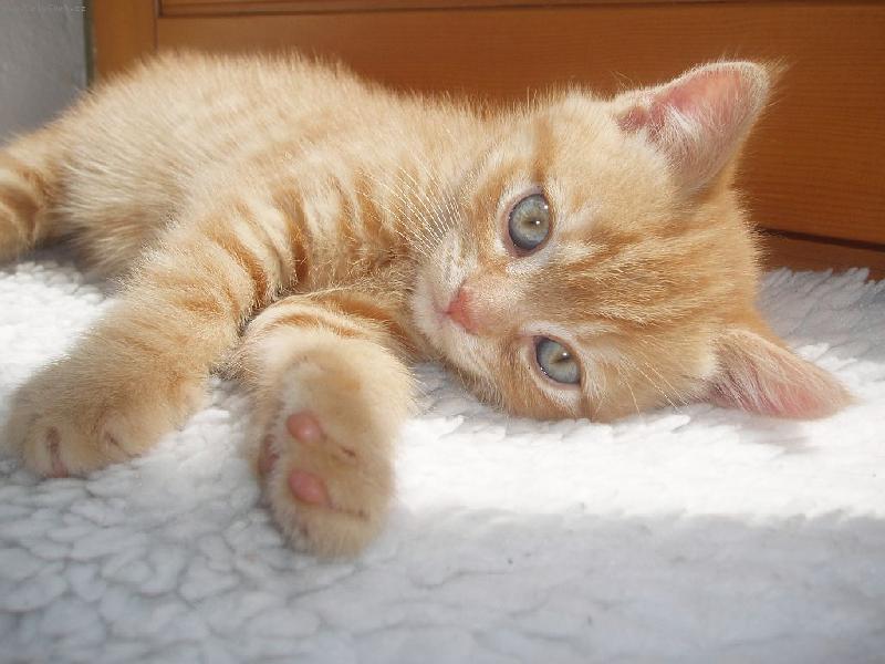 Foto: N�n� mal� Orianna-Ko�i�ka Orianna z vrhu O May blobs