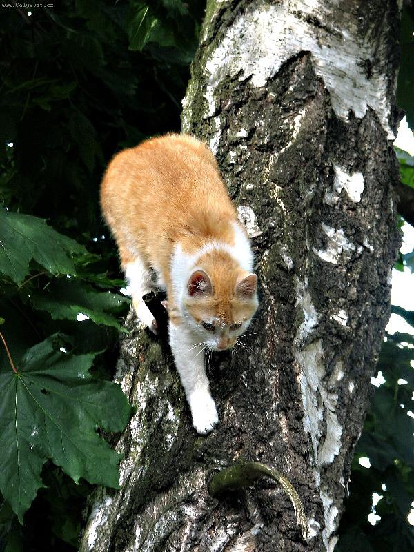 Foto: �PATN� VOLBA BARVY MASK���