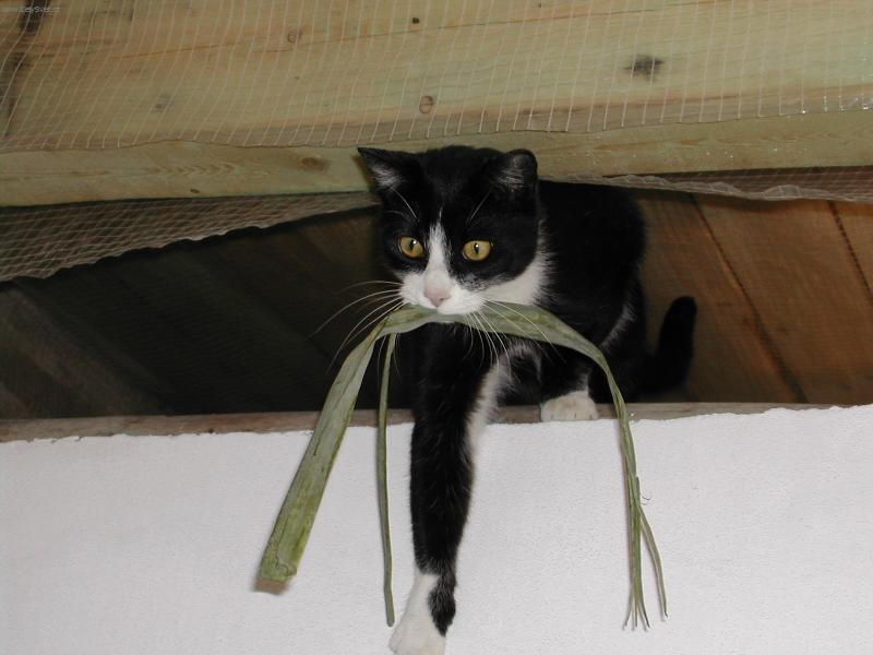 Foto: Mike� na stavb�-Mike�ek uloupil v kuchyni kousek p�rku a vysko�il s n�m na ze�