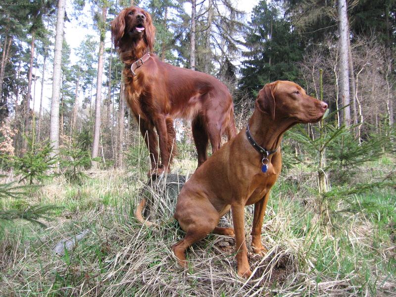 Foto: V lese-Jessy a Nela