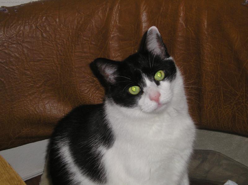 Foto: Tom-..j� m�m o�i ko�i�����