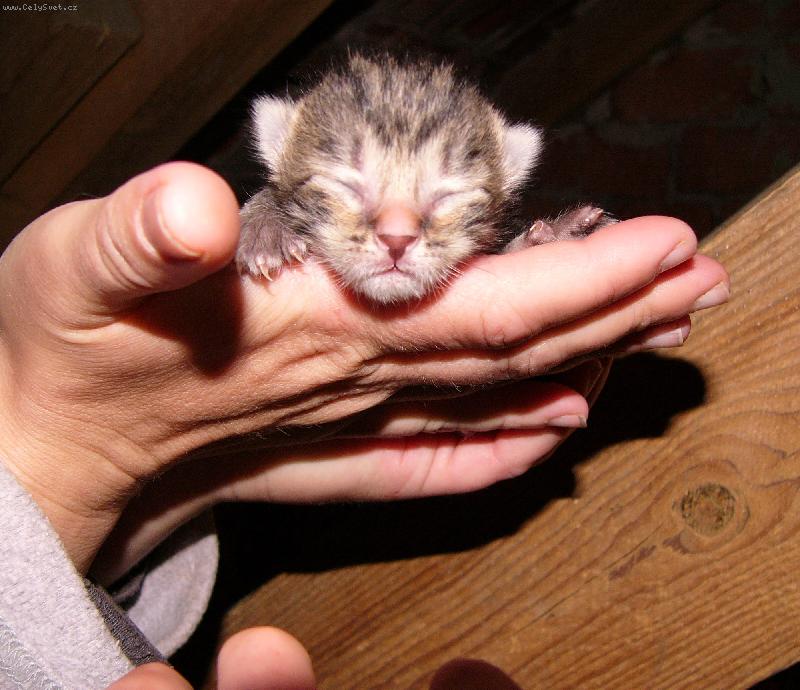 Foto: Slep� ko��tko-3 dny star� ko��tko