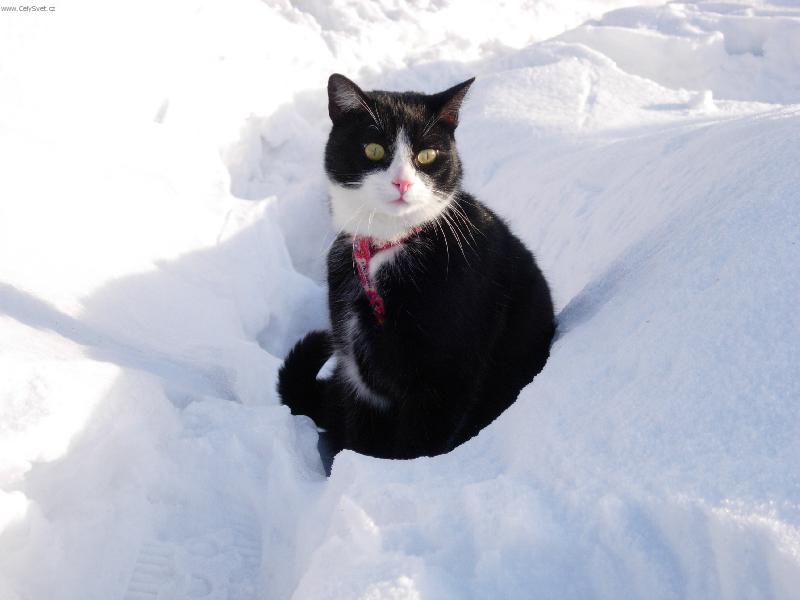 Foto: Mike� na sn�hu-Mike�ek sed� v hlubok� stop�