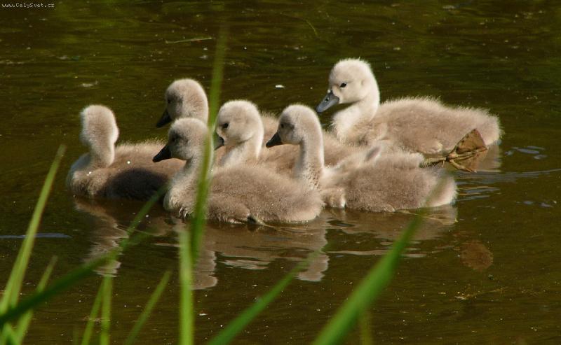 Foto: labu��tka-jedna labu�ka m� nata�enou no�i�ku